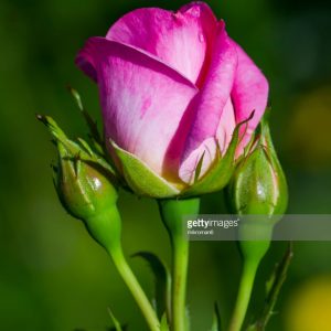 GB MY IRISH ROSE