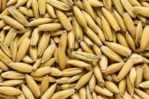 Simpsons Oat Malt 1kg