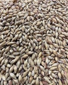 MM BISCUIT MALT 1KG
